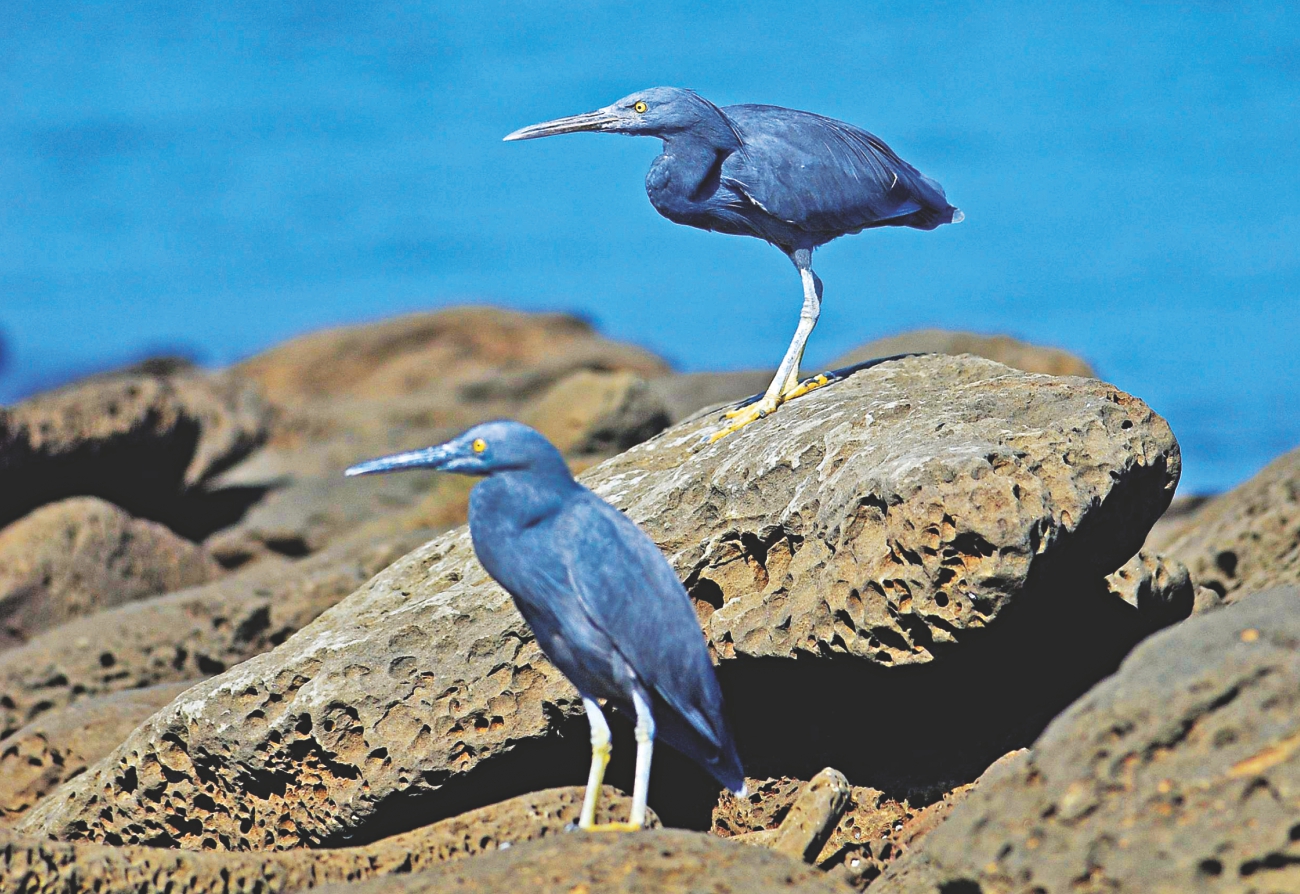 Blue beauty of Saint Martin's