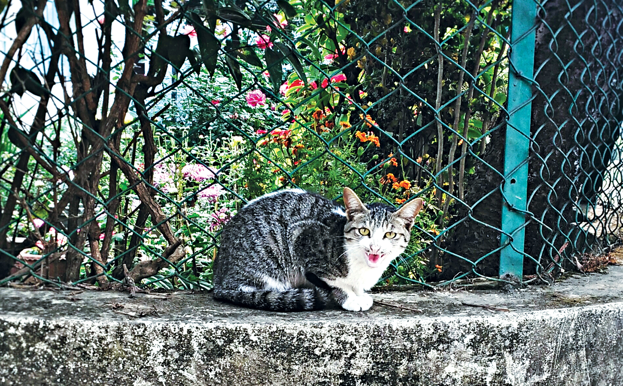 The dos and don’ts of feeding stray animals