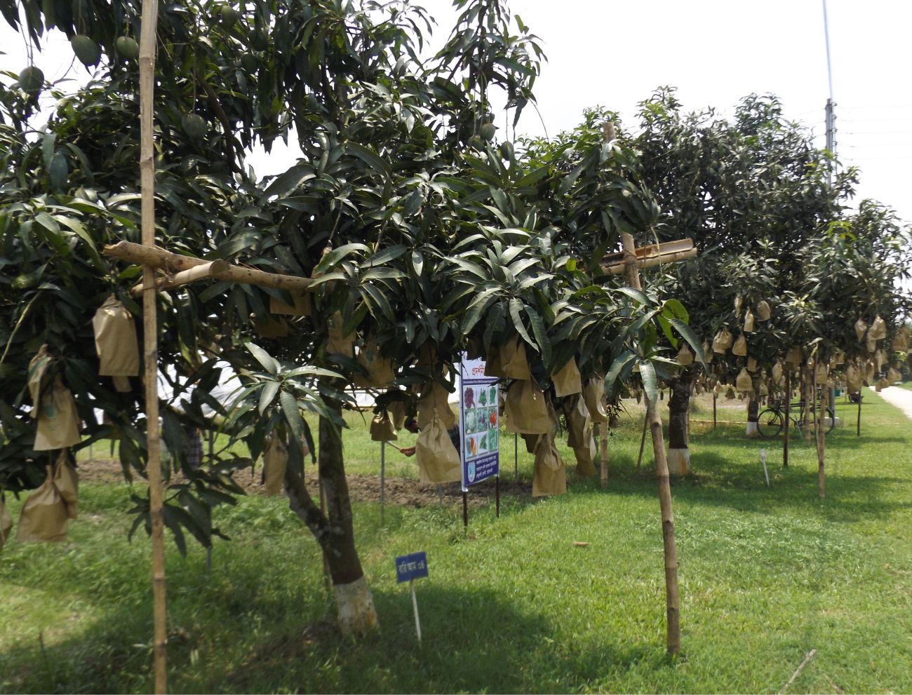Chemical-free mango farming gets popular