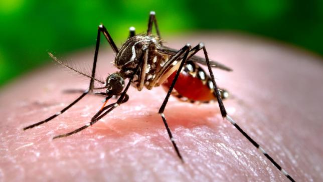 Dengue cause for alarm now