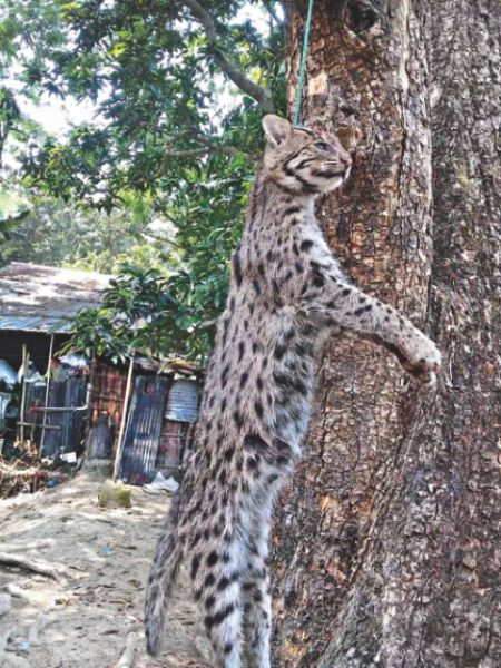 Locals kill fishing cat