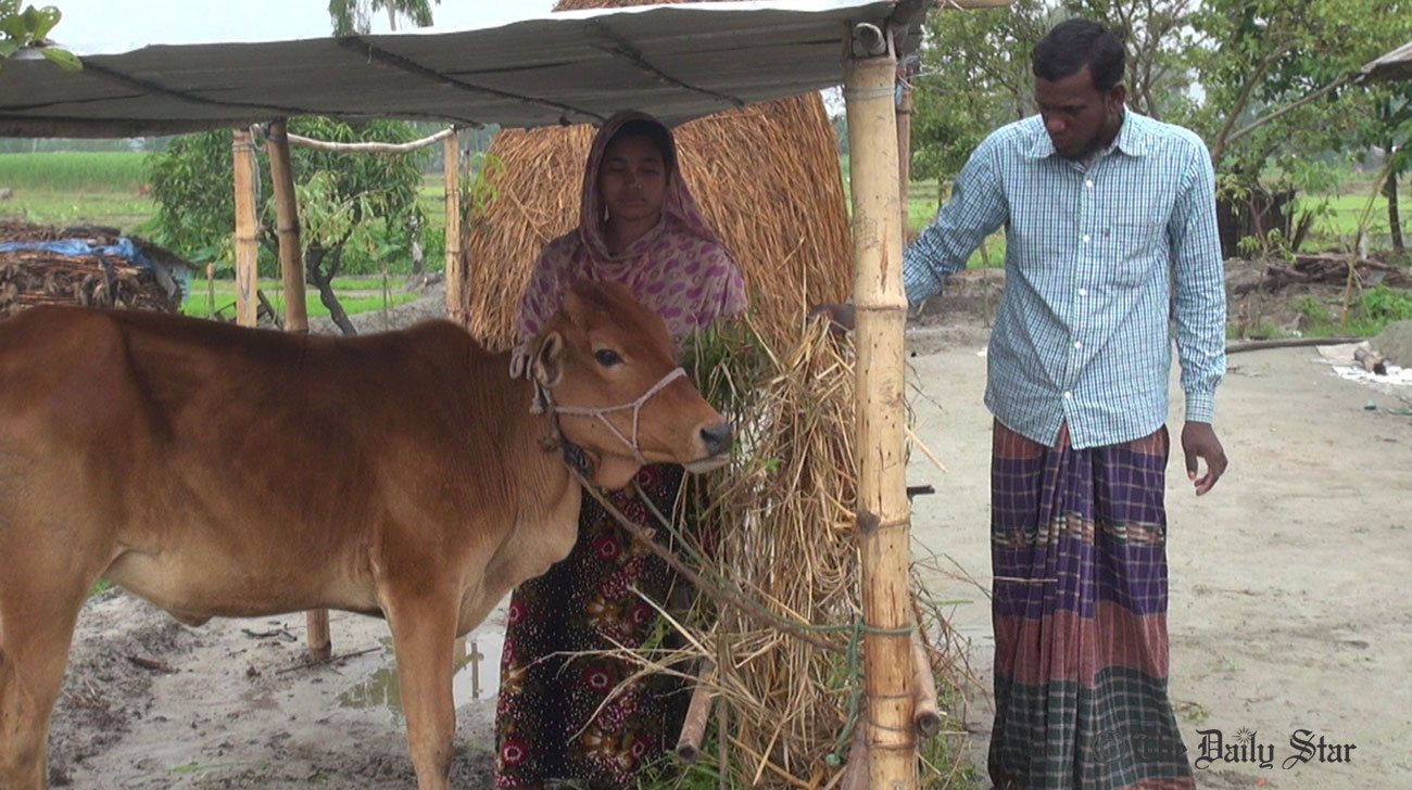 Fodder crisis hits cattle rearing in flood-affected Lalmonirhat