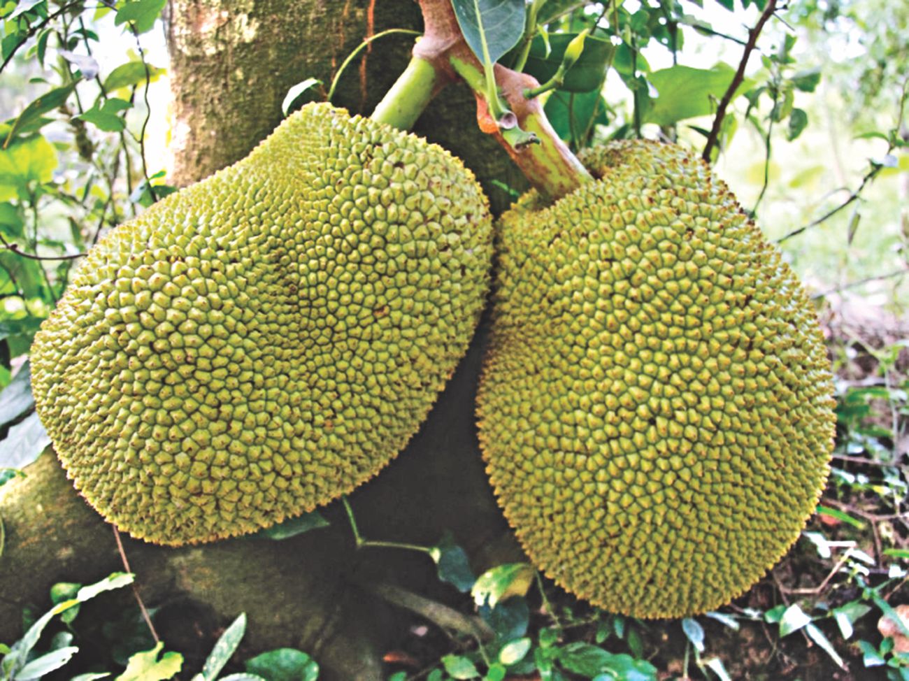 Top 5 fruits for mankind