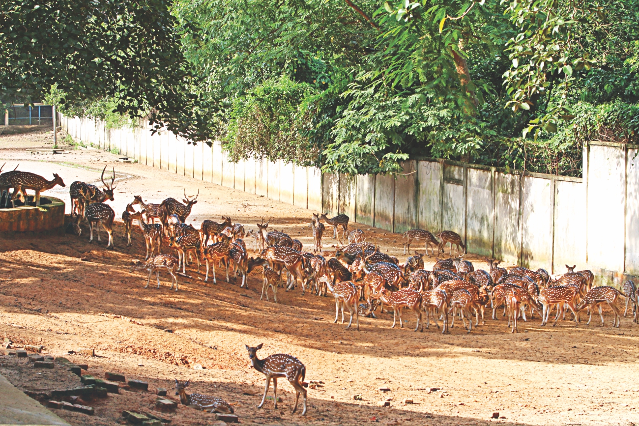 MY ZOO and other fatalities