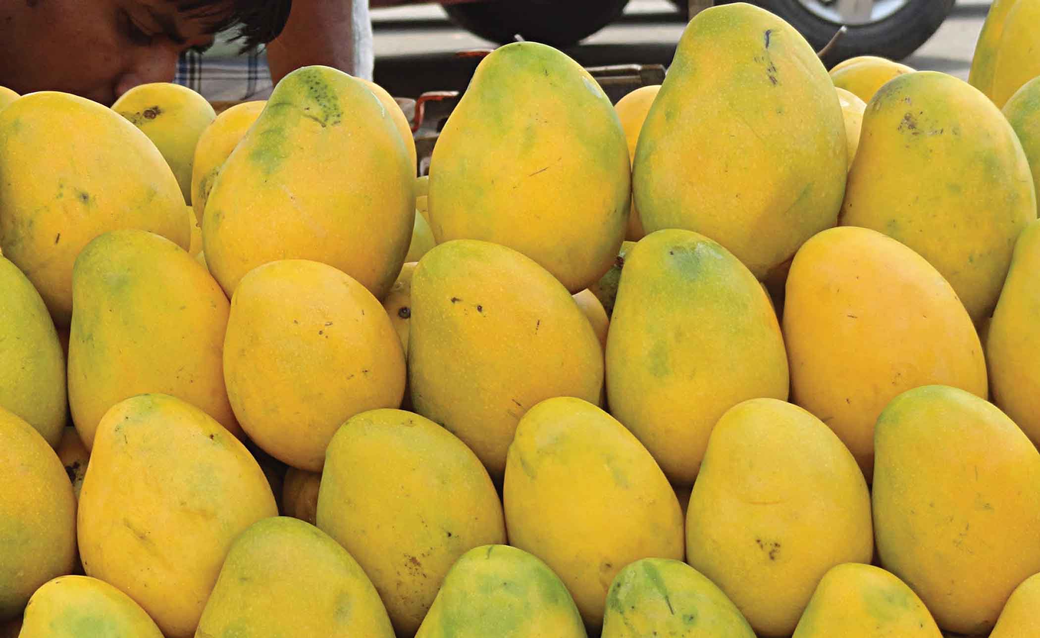 Mango prices plummet due to oversupply