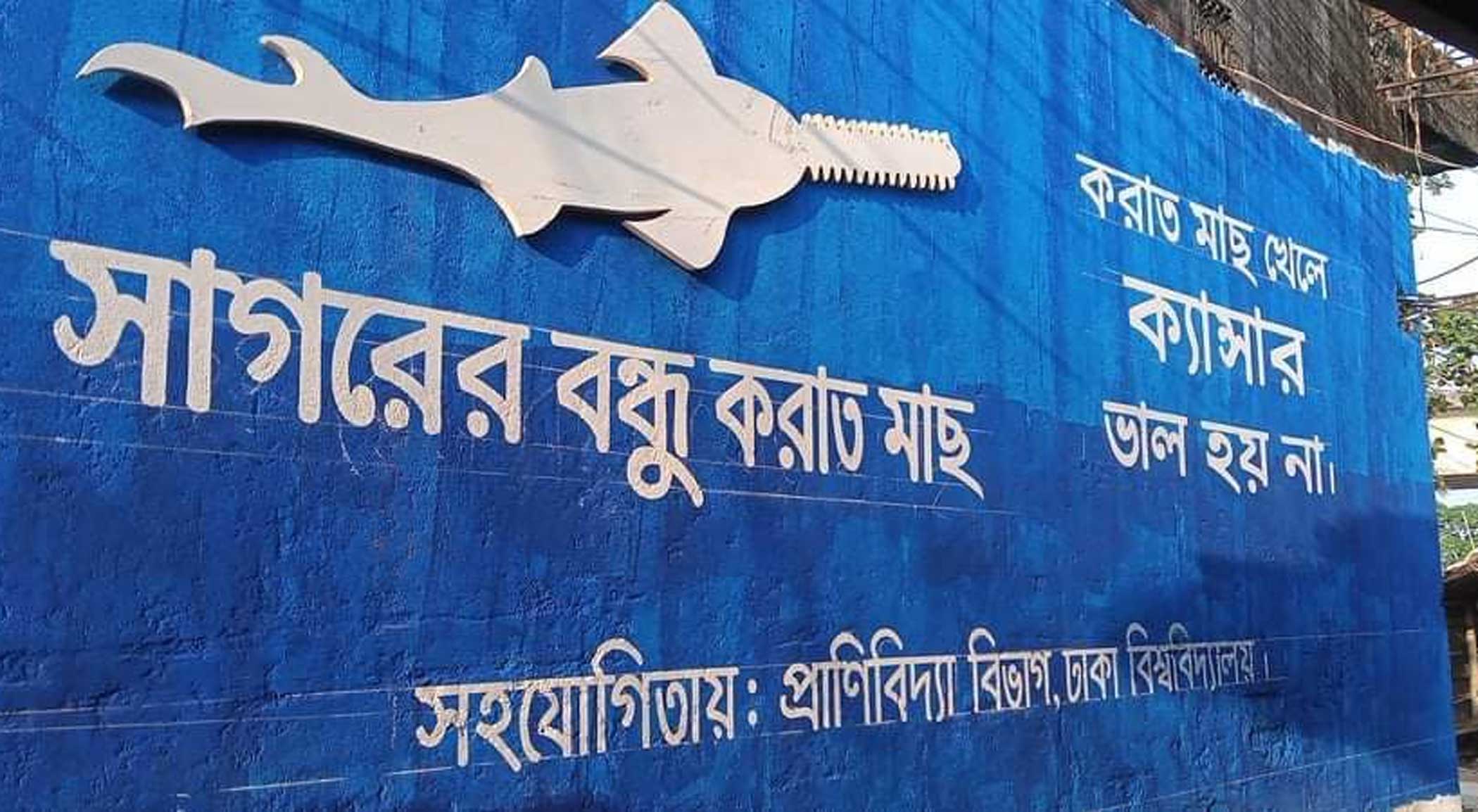 Reversing the tide against Sawfish loss from the Bay of Bengal