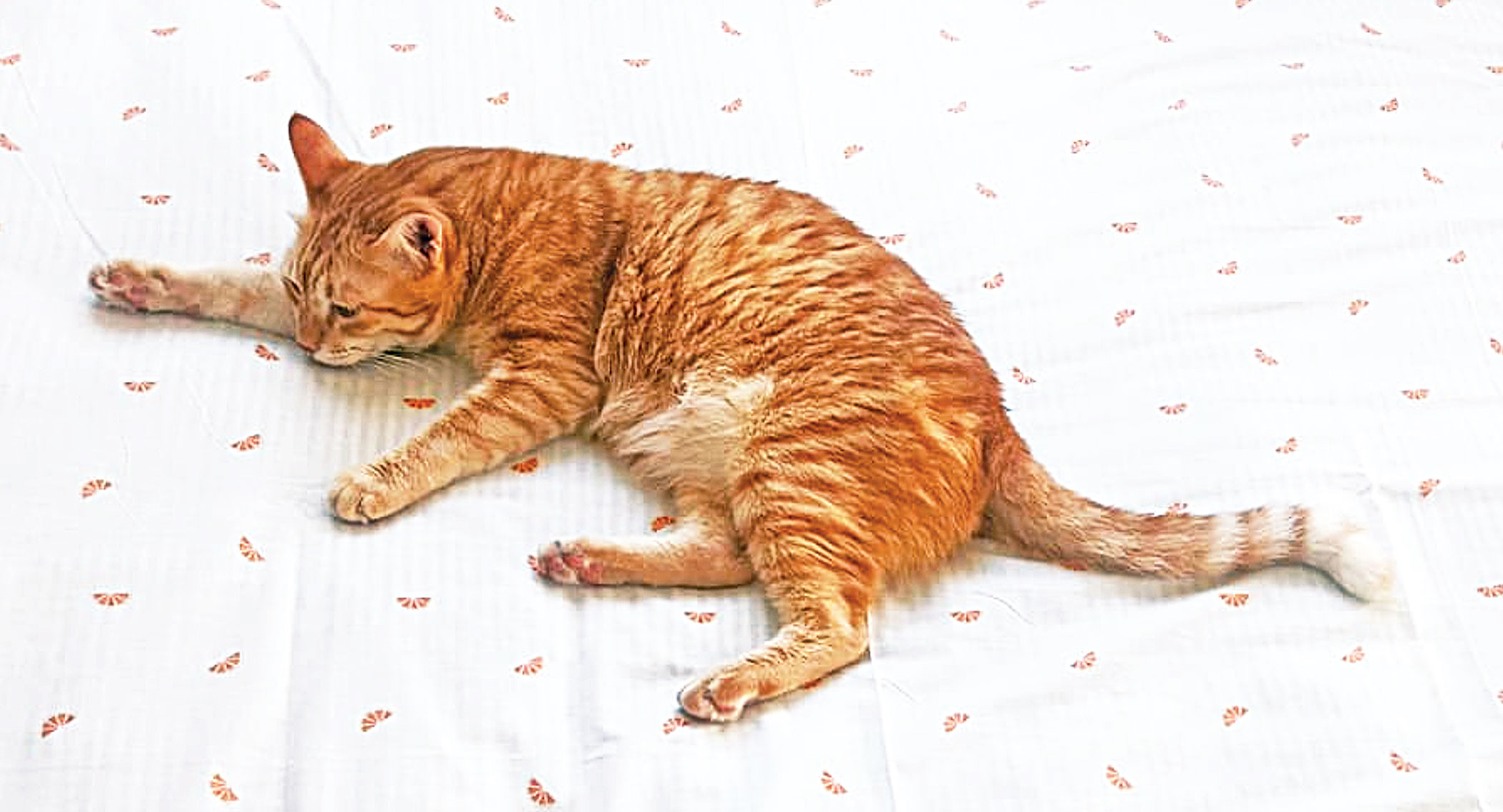 Pets, should they be neutered?