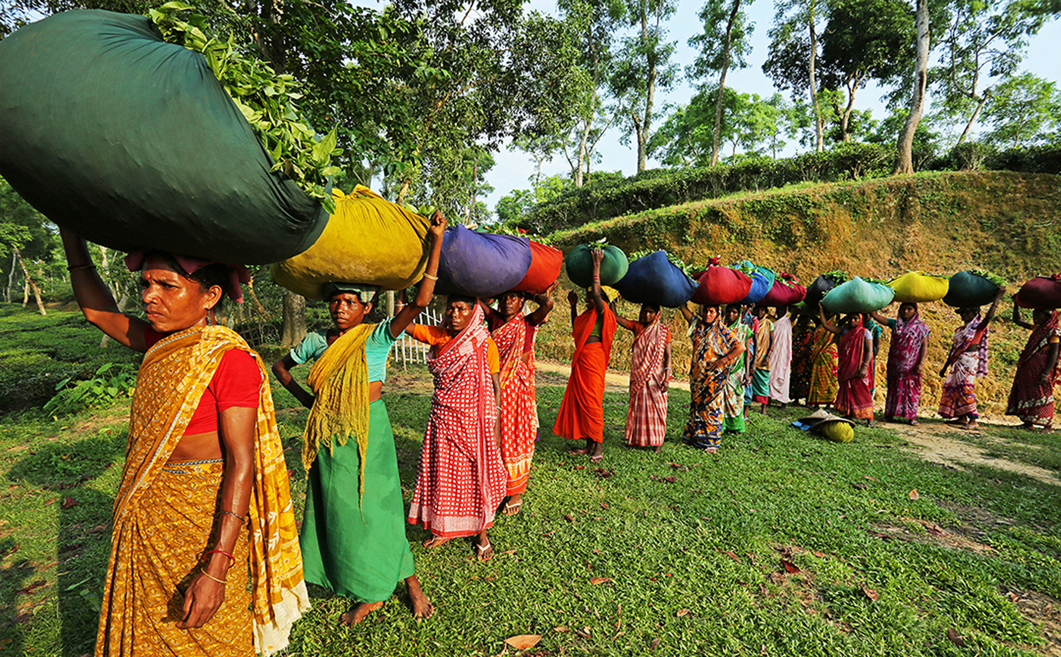 The strong women of tea gardens