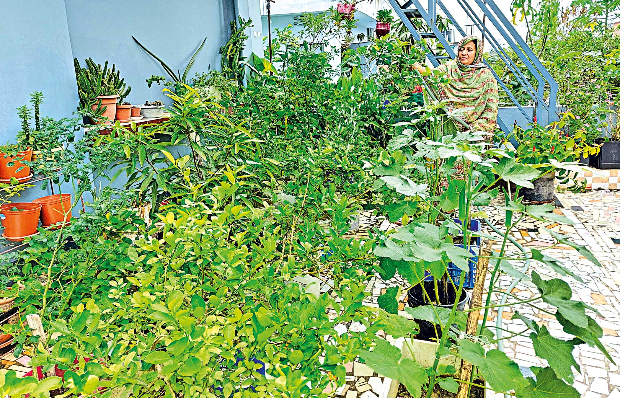 Rooftop gardening: Making our living space greener