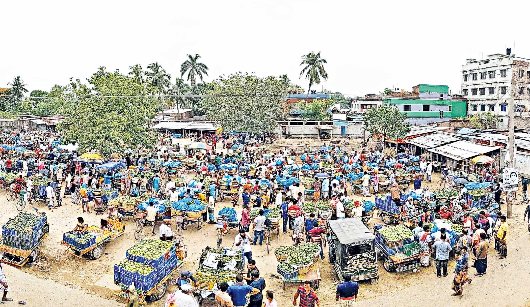 Mango bonanza of Kansat wholesale market