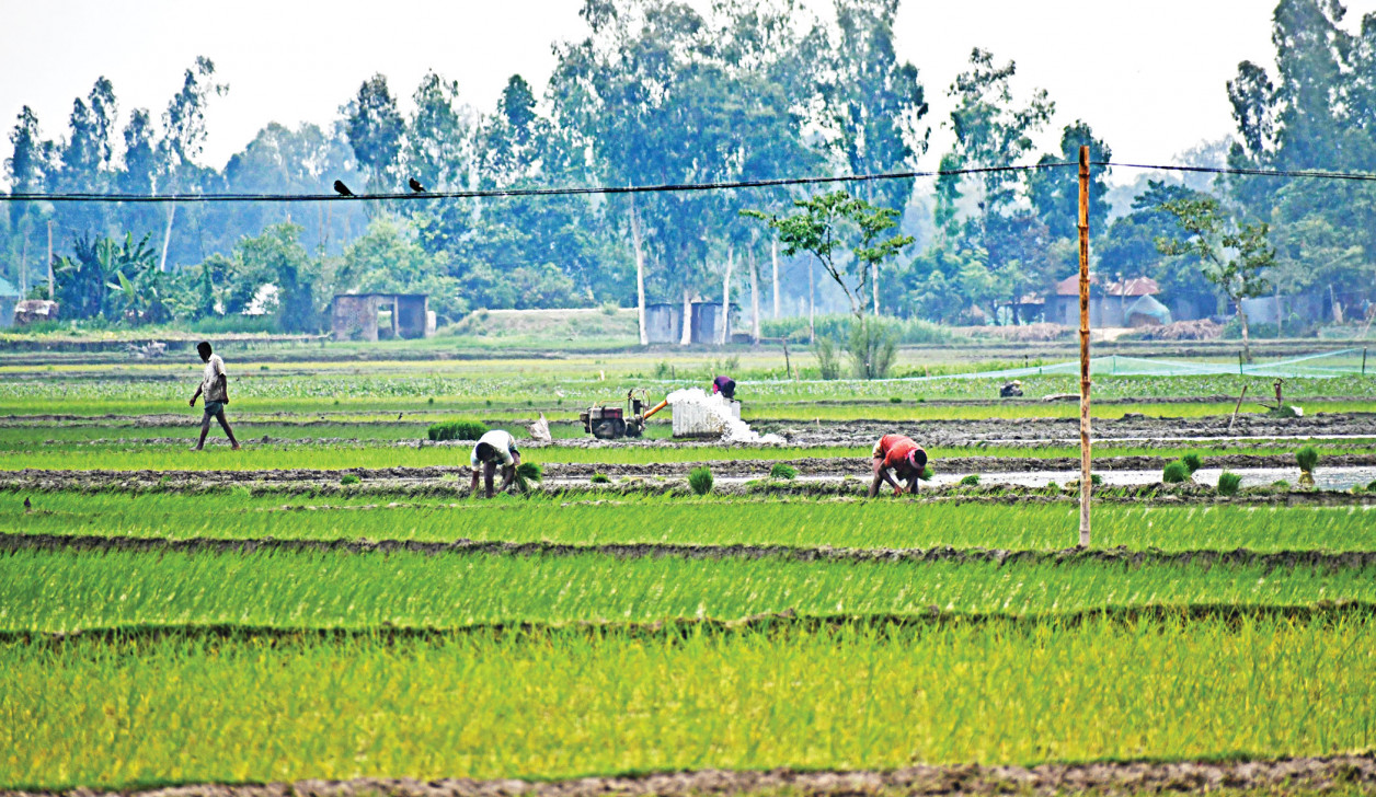 How can we expect farmers to survive on rice alone?