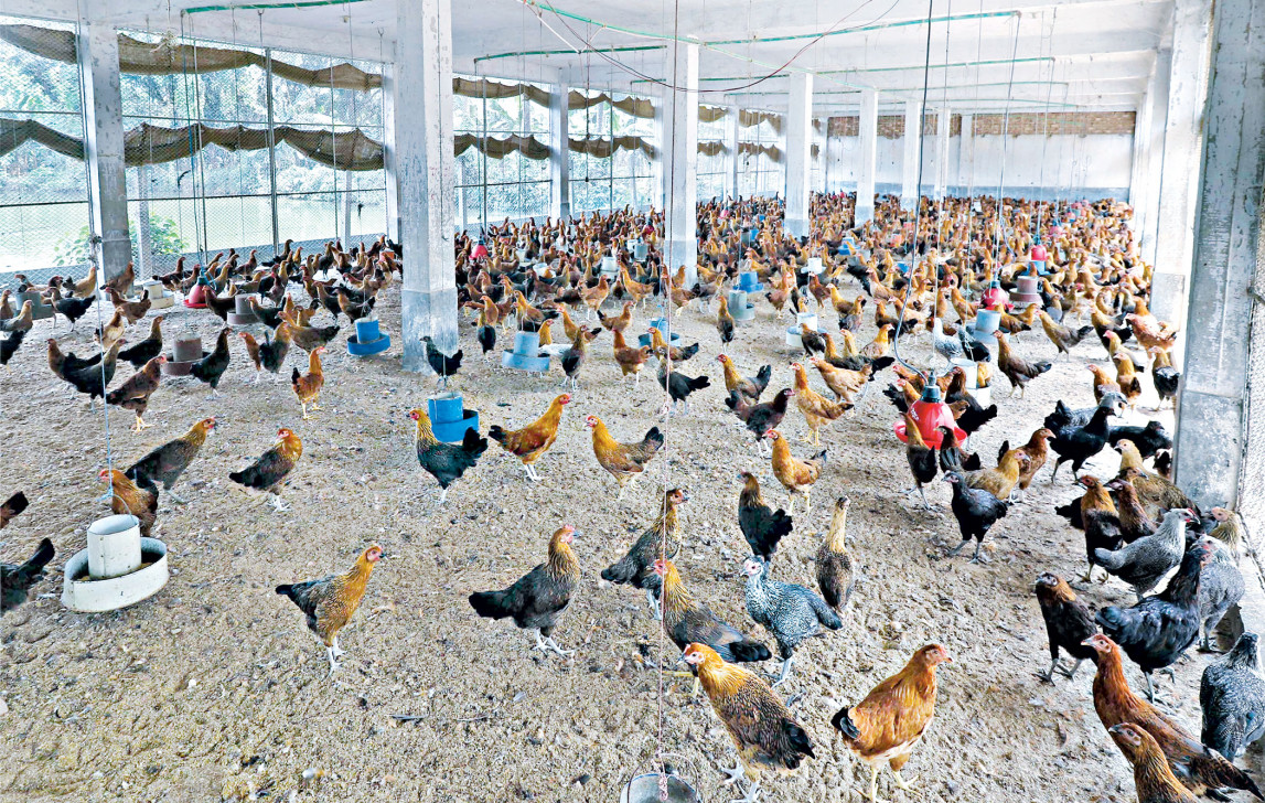 Big poultry caging small farmers