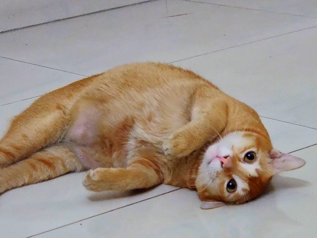 8 facts to consider before adopting a pet