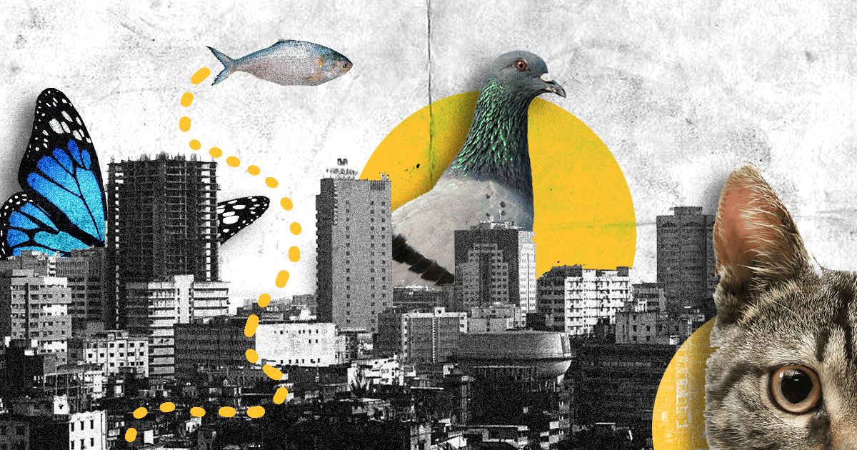 Our cities need animals