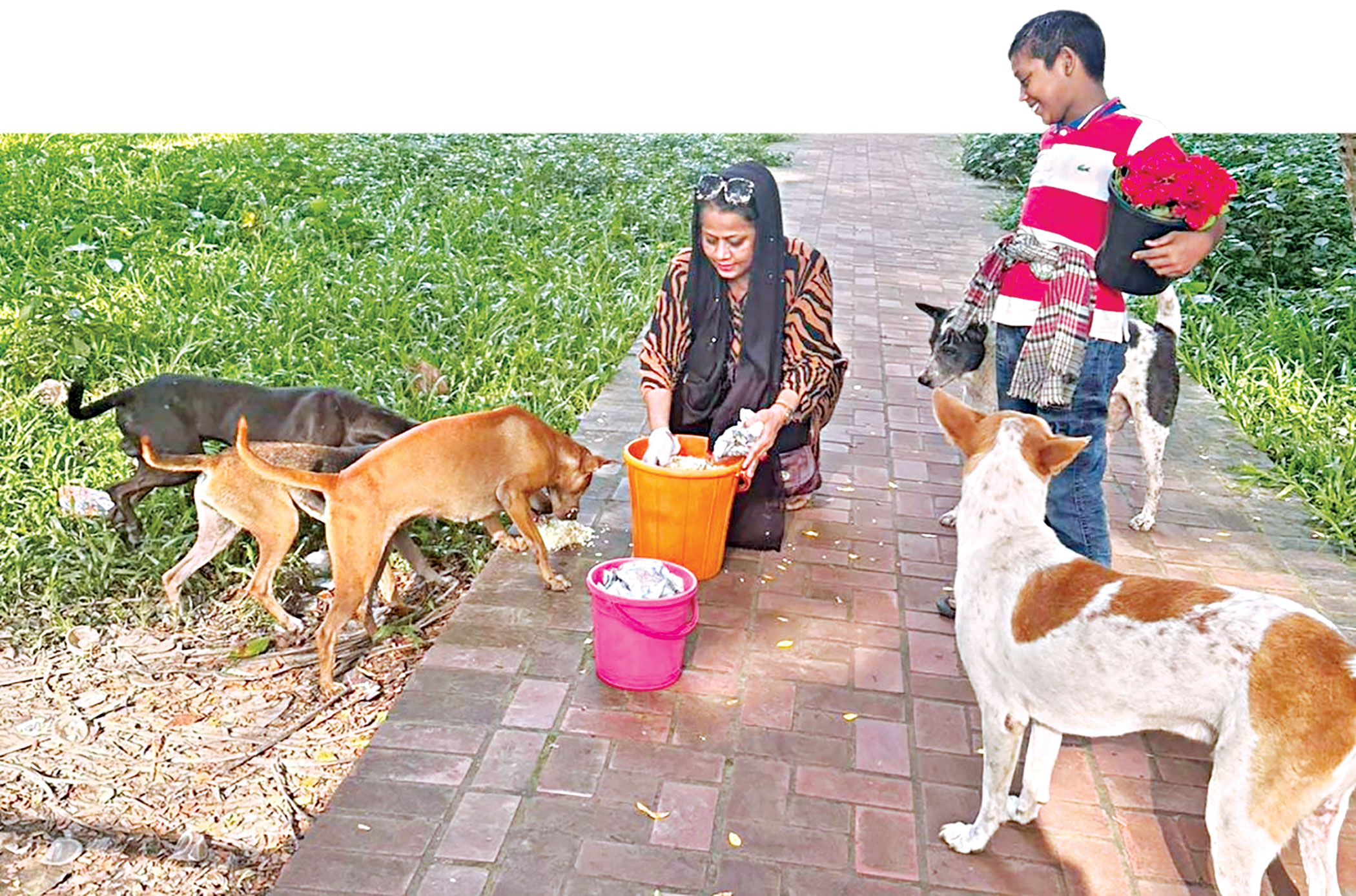 The plight of stray animals in Dhaka