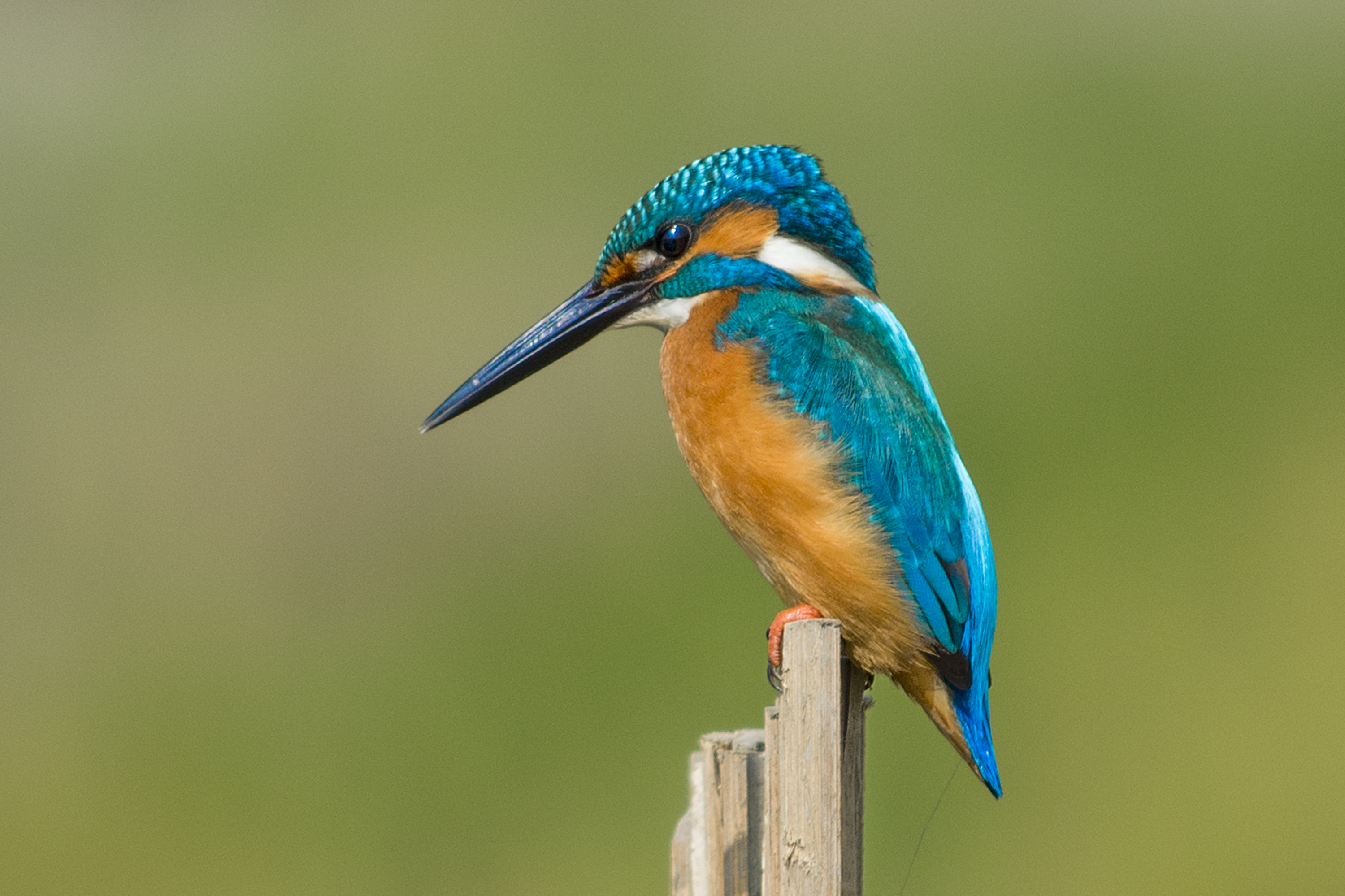 Move over, city life – Jahangirnagar University is the new bird hotspot this winter!
