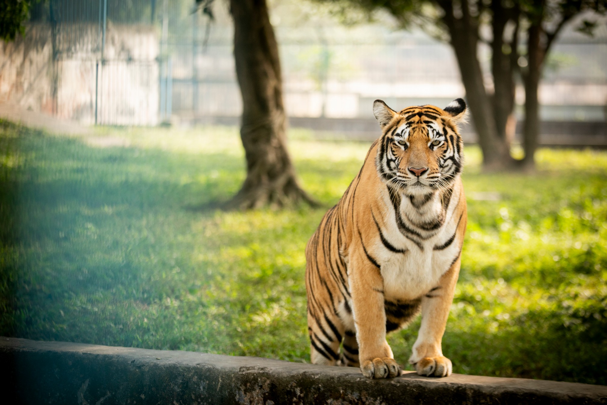 New era for zoo animals in Bangladesh: Rangpur and National Zoos’ modern makeover