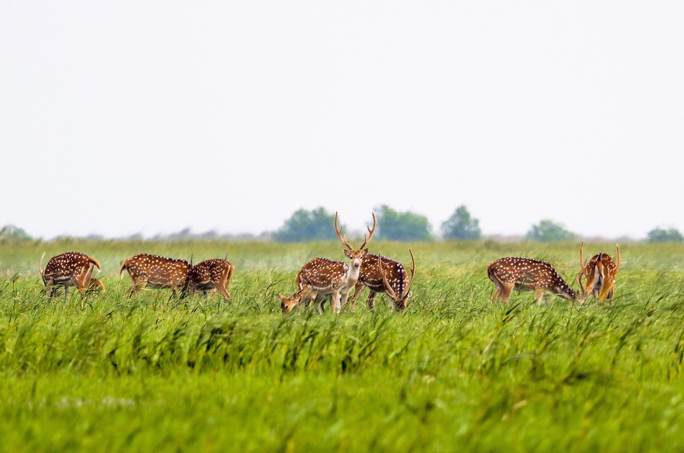 Nature quest: Gems of the forest