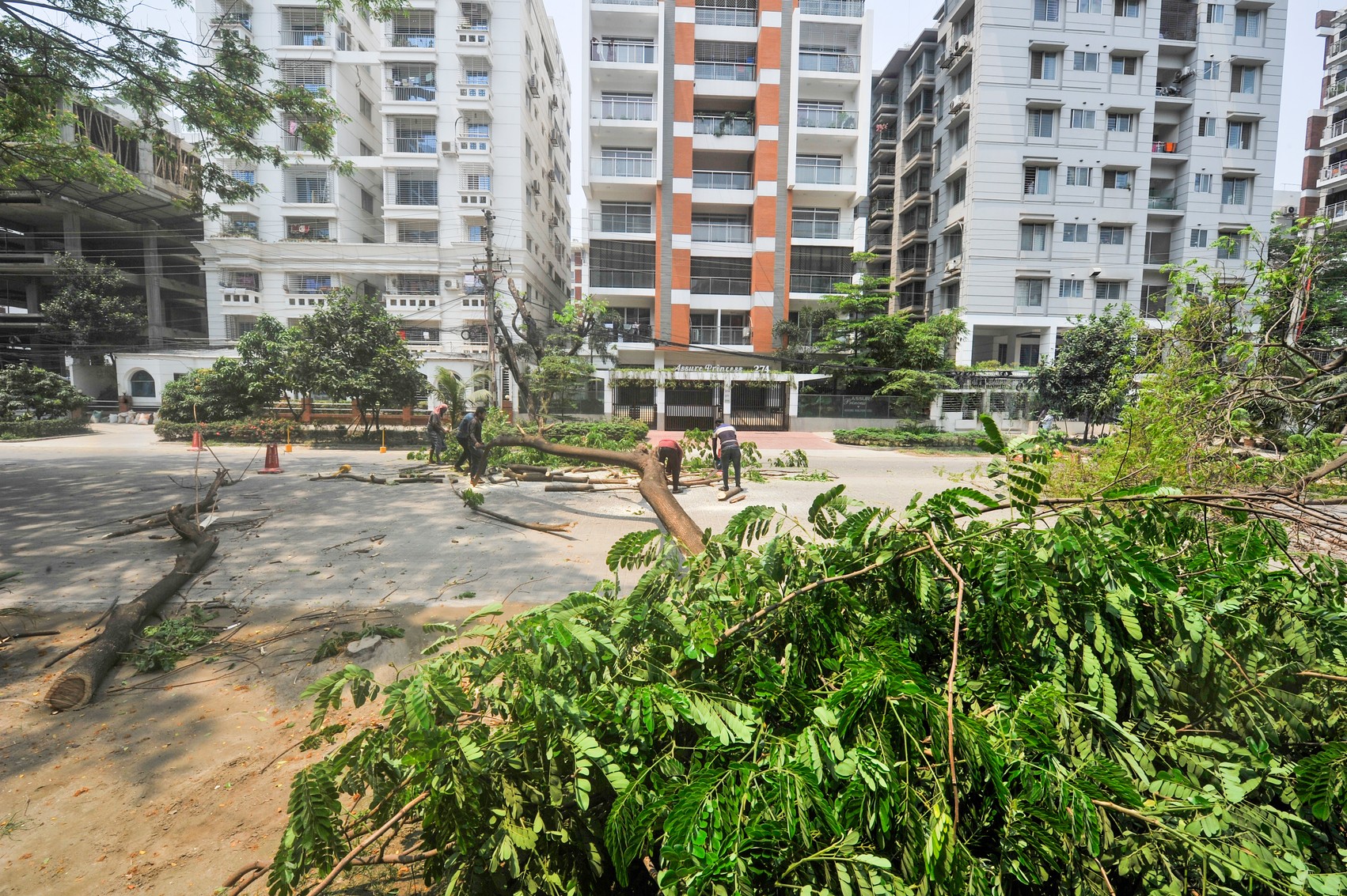 The importance of trees in Dhaka’s concrete jungle