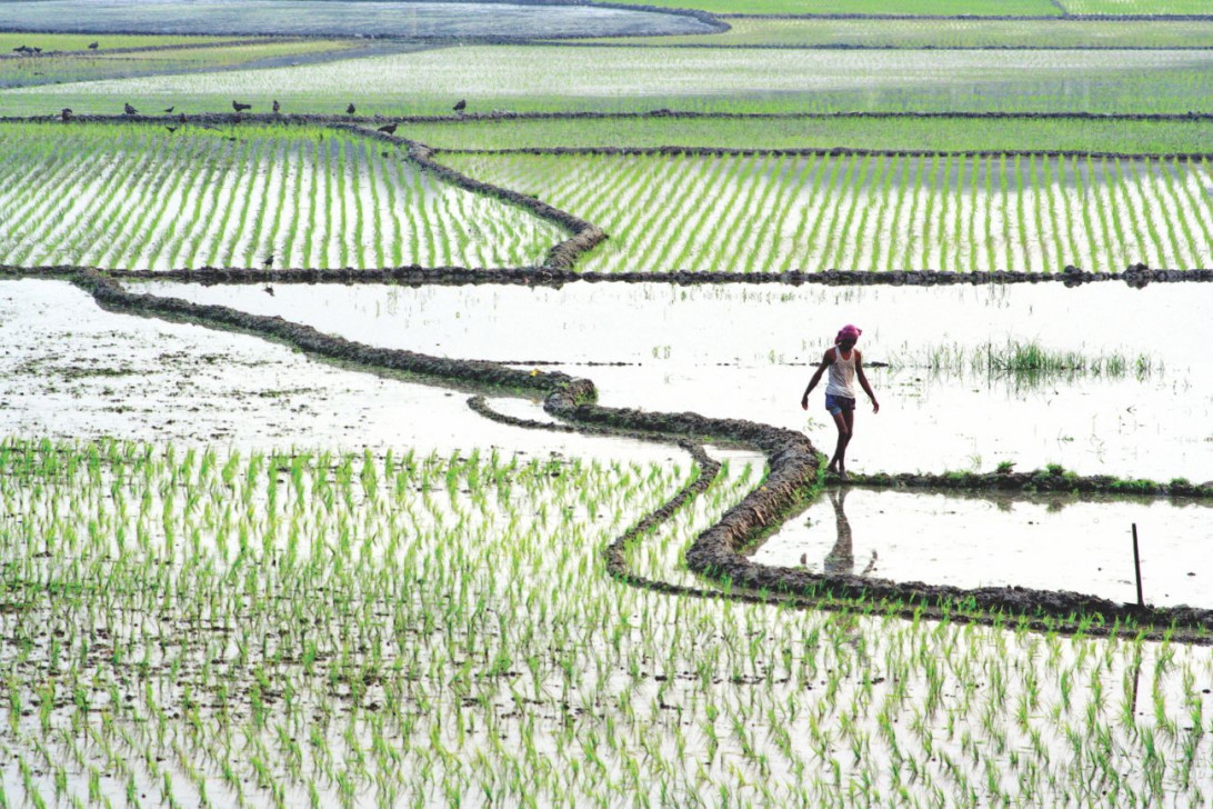 Is the family farm disappearing?