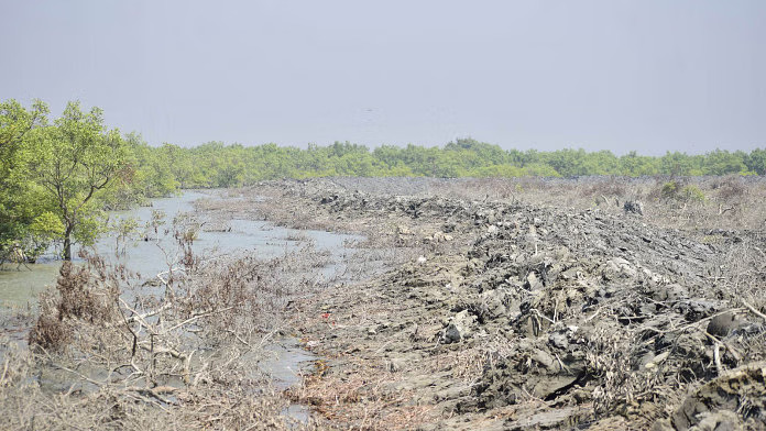 We must abandon our ecocidal mindset