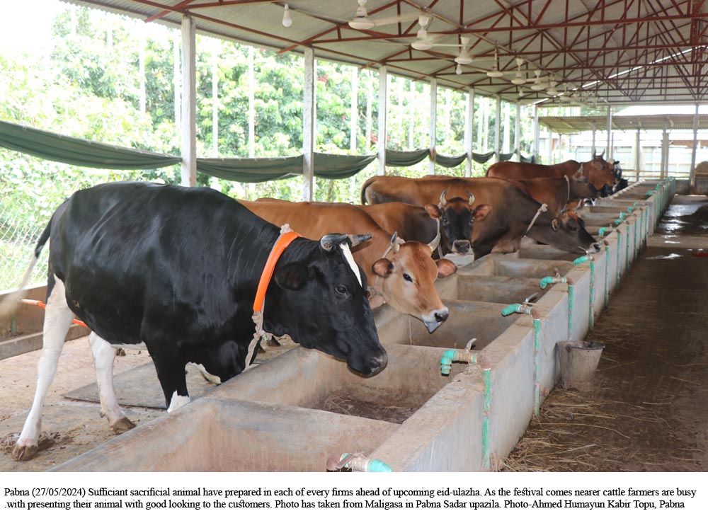 Sacrificial animal traders eye big sales ahead of Eid