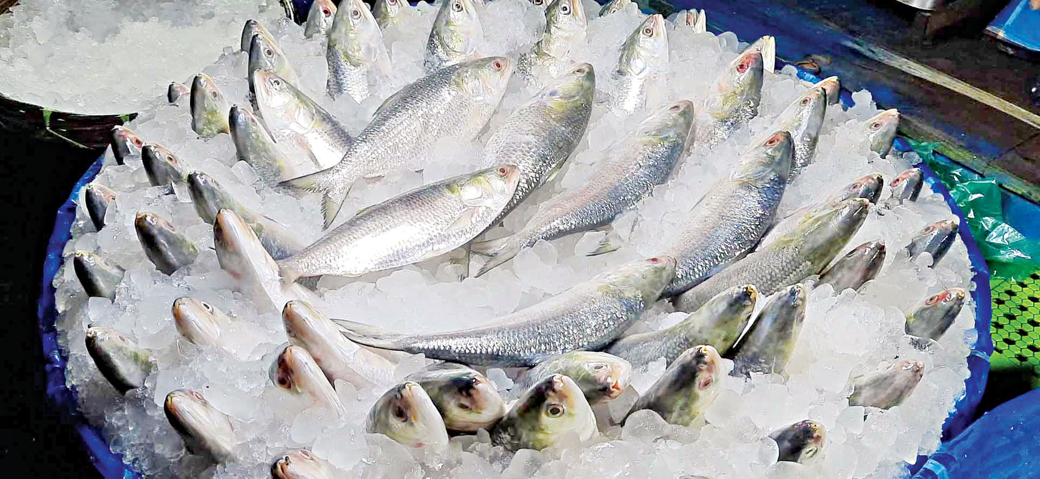 Two-month ban on hilsa fishing starts in Barishal