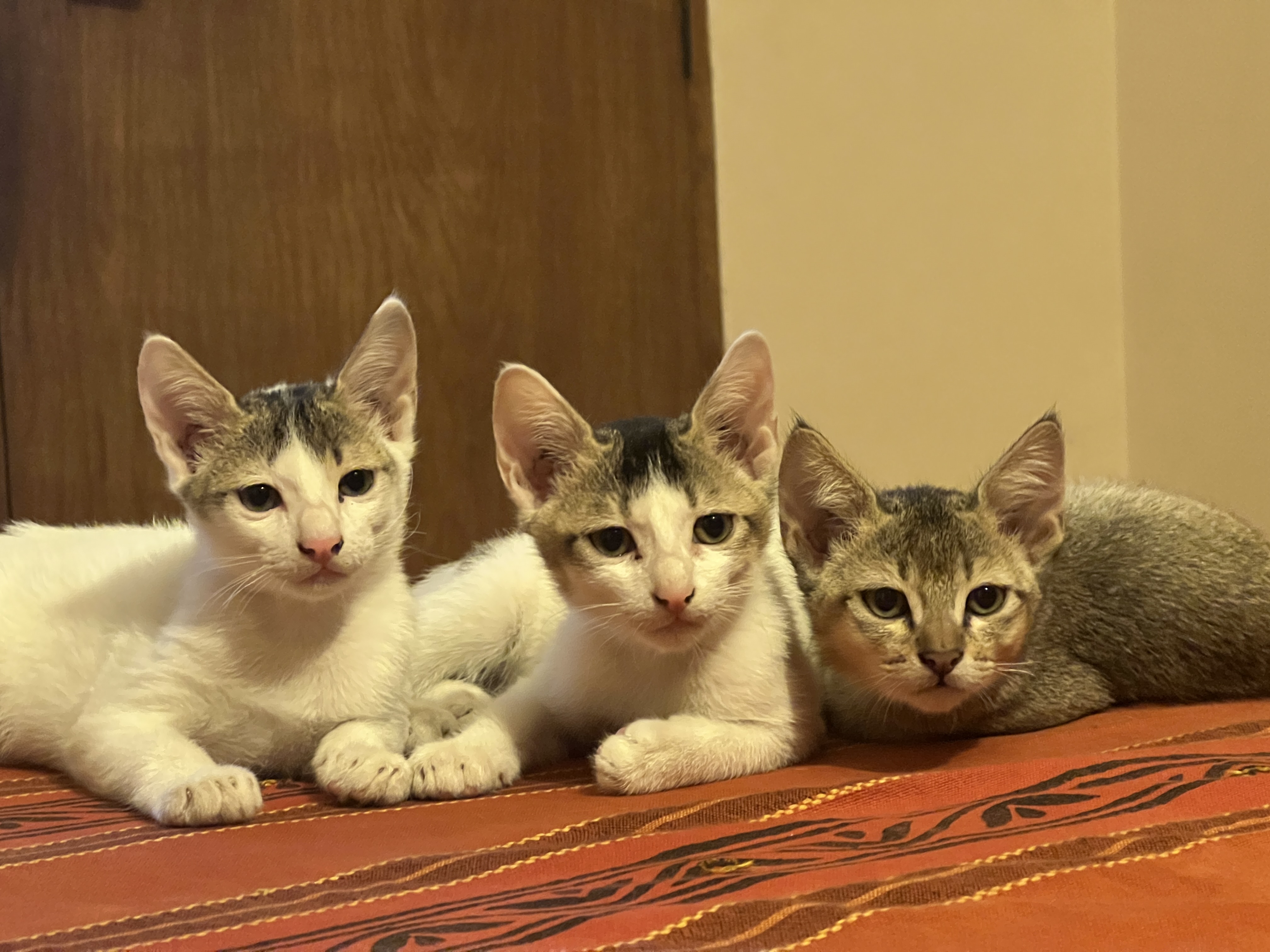 Adopt, don’t shop: The case against buying pets