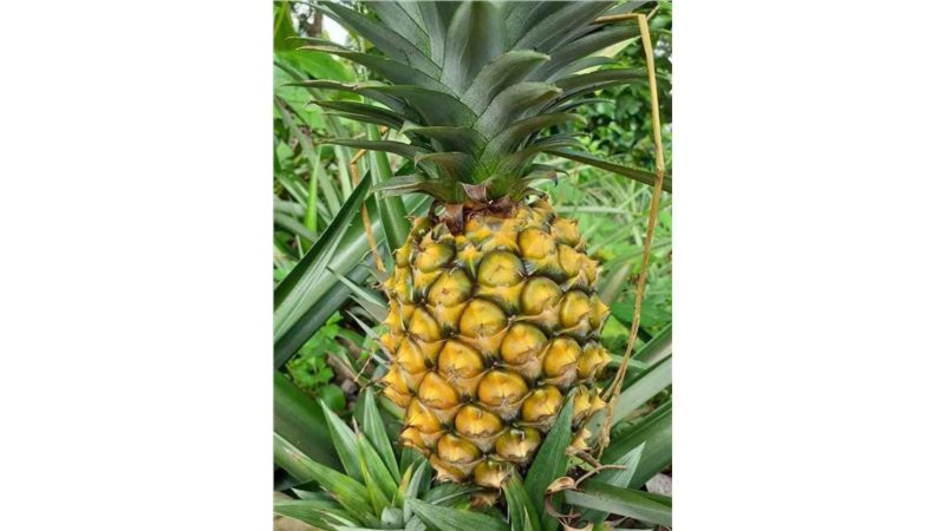 Madhupur pineapples get GI recognition