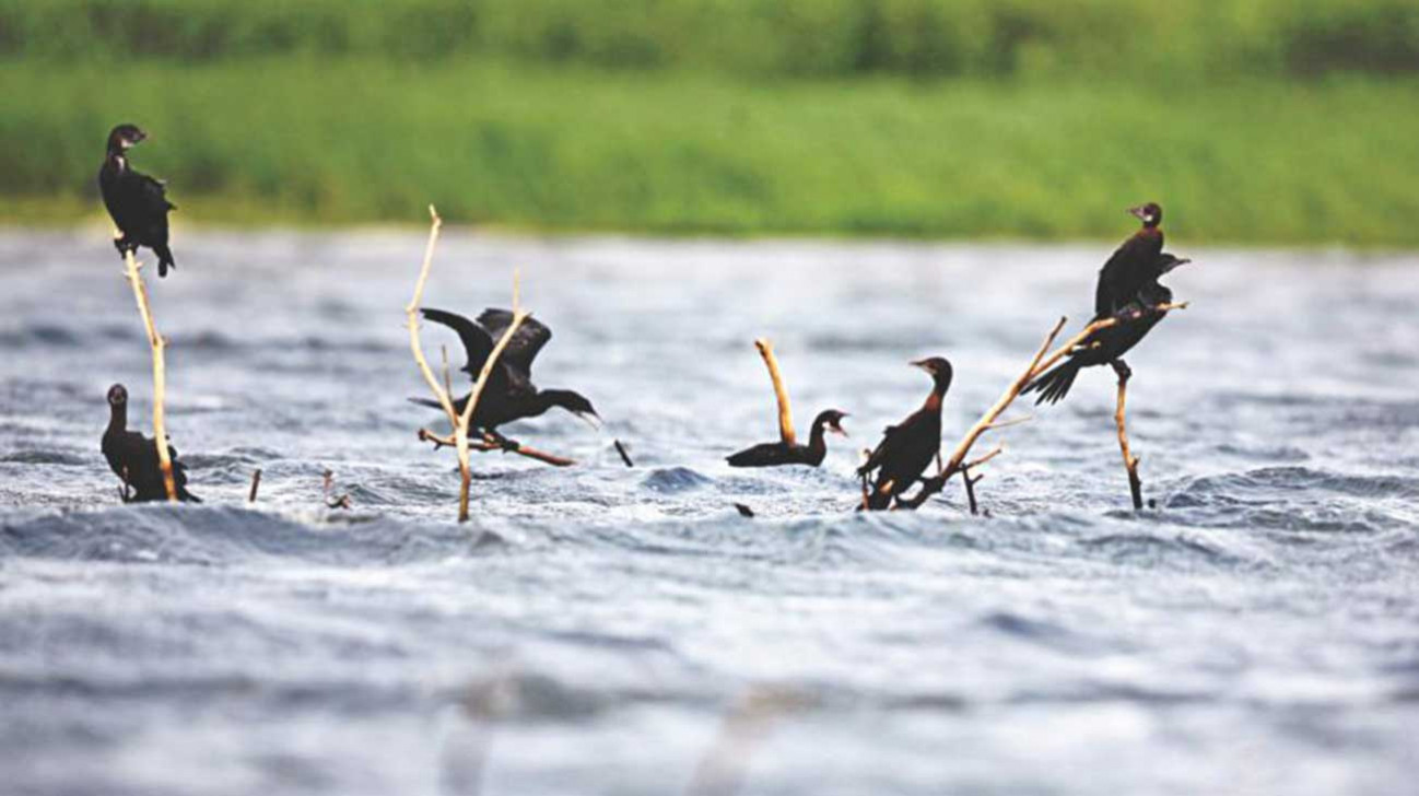 Biodiversity conservation requires more than just frameworks