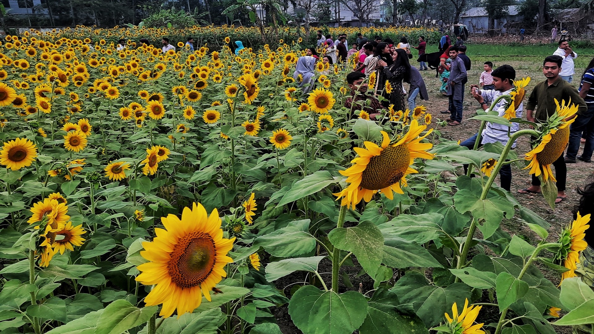 Cut import taxes on sunflower, canola oil: Tariff Commission