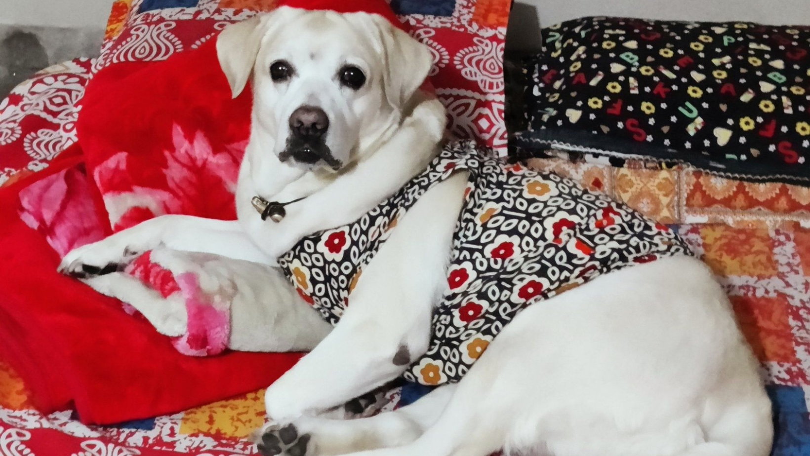 Social media star 'Sontu' passes away, leaving fans heartbroken