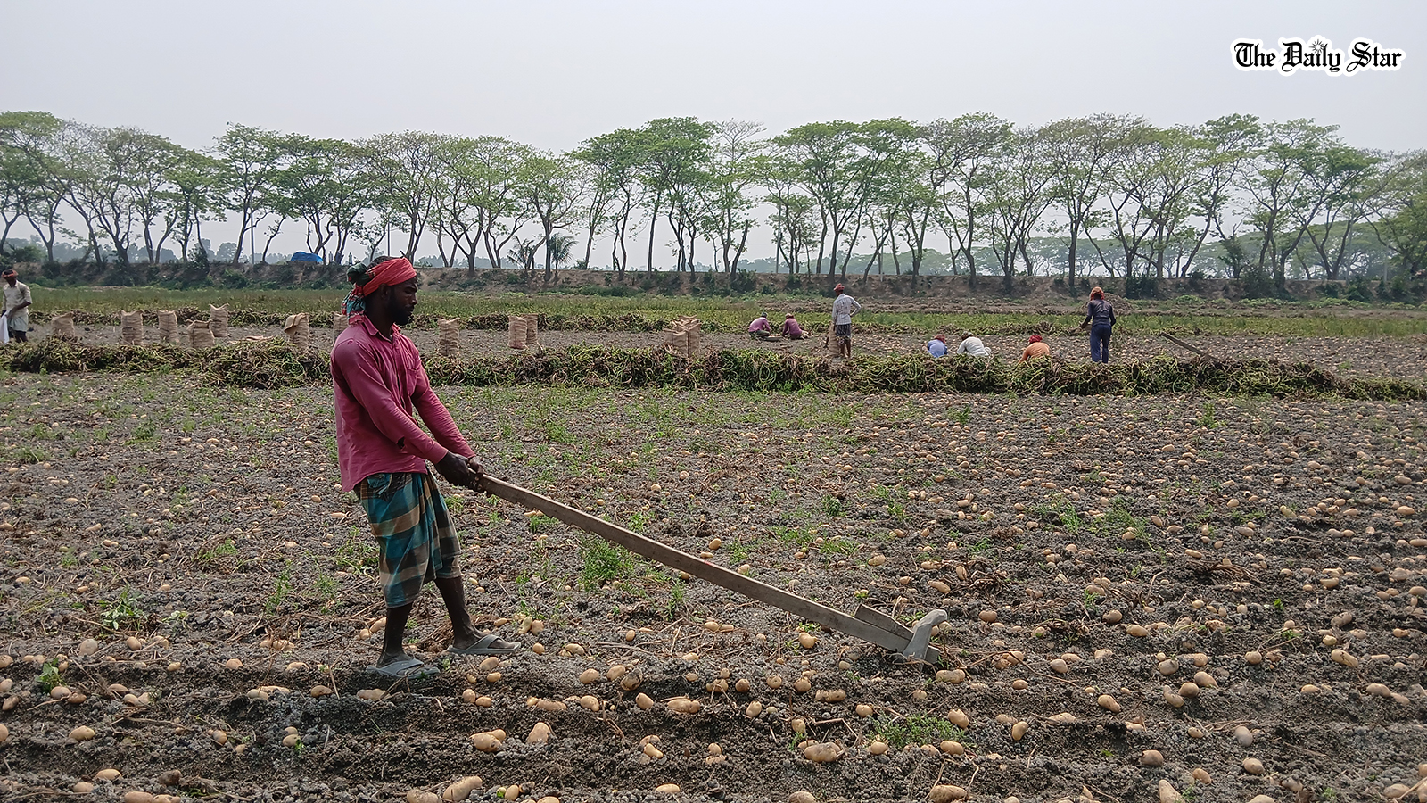 Potato exports jump as prices plunge in local market