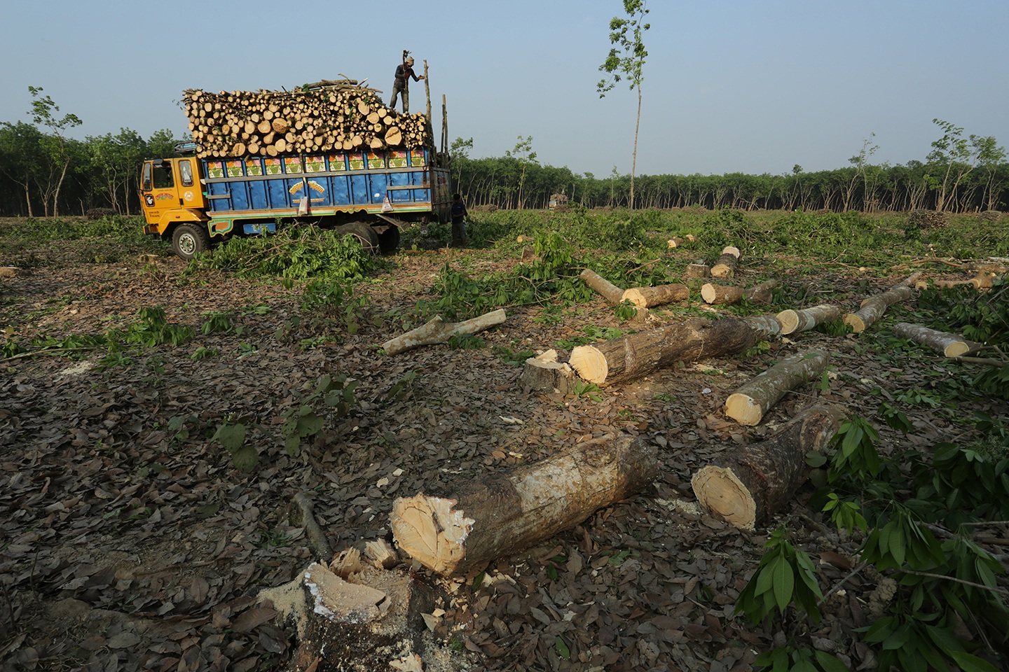 Can the govt restore Madhupur Sal Forest?