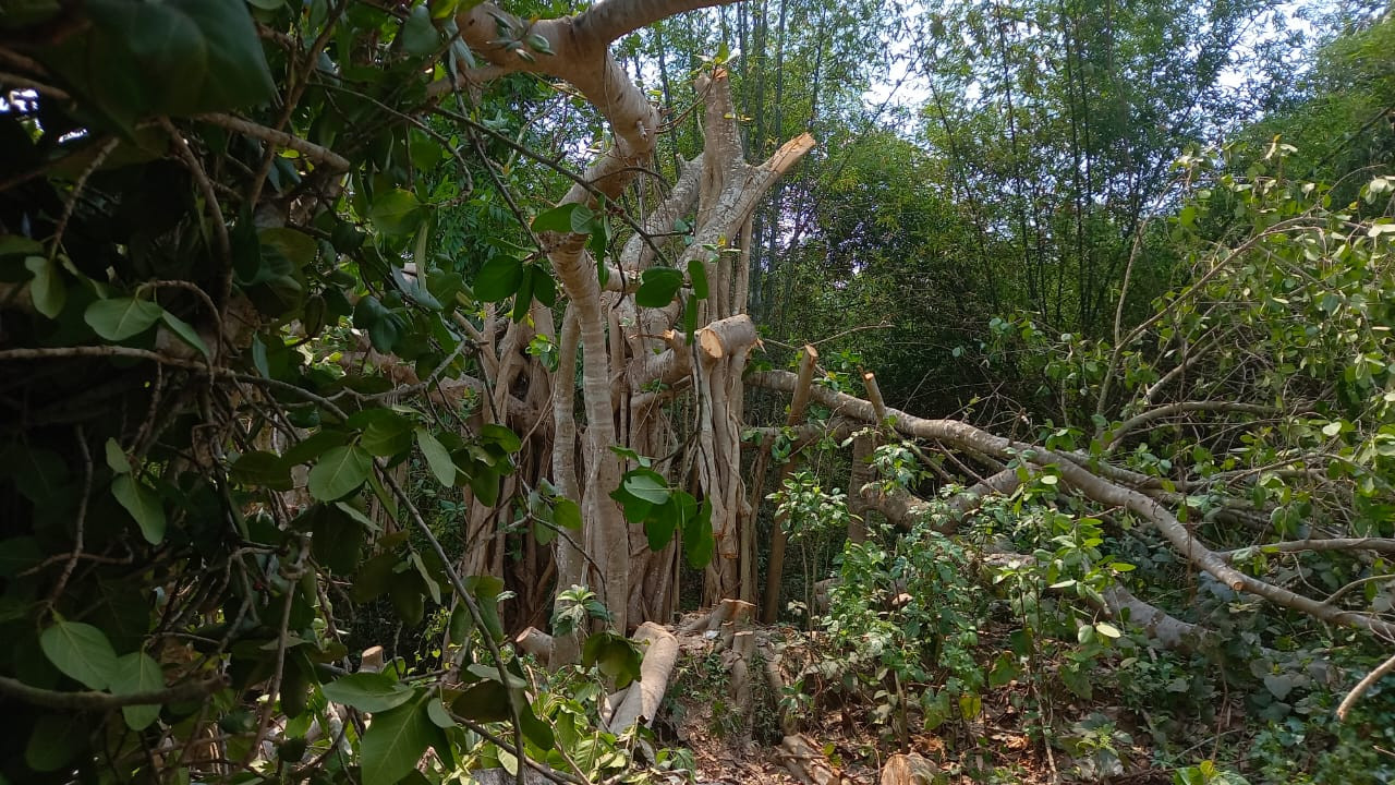 Chainsaws at dawn: The assassination of a Banyan tree