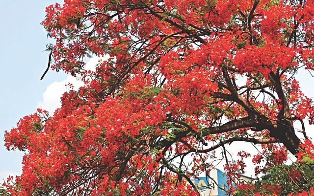 World Environment Day: A story of memory and nature