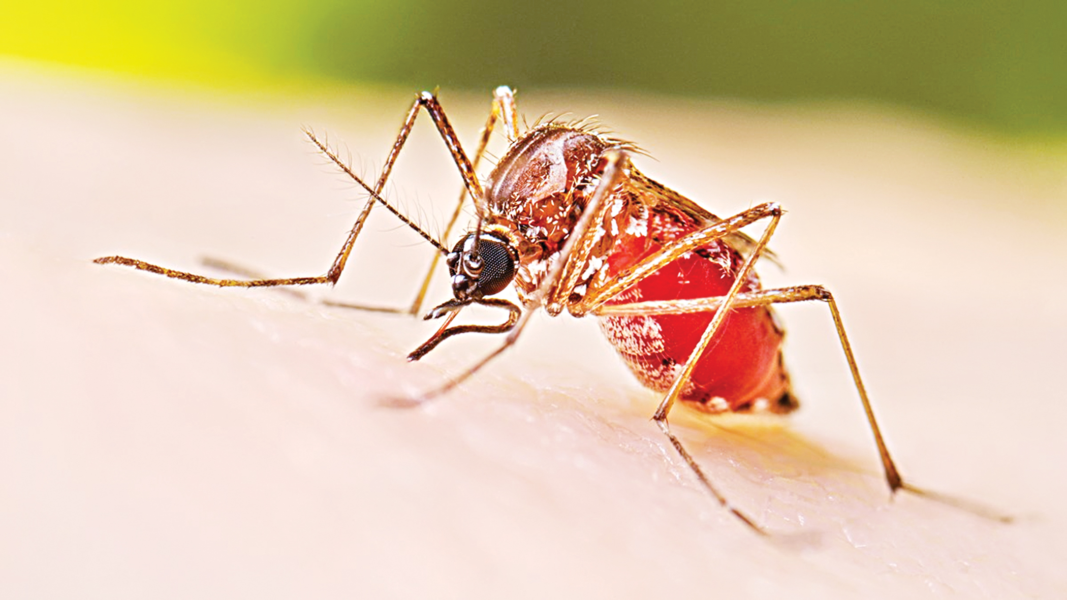 August sees 39 dengue deaths