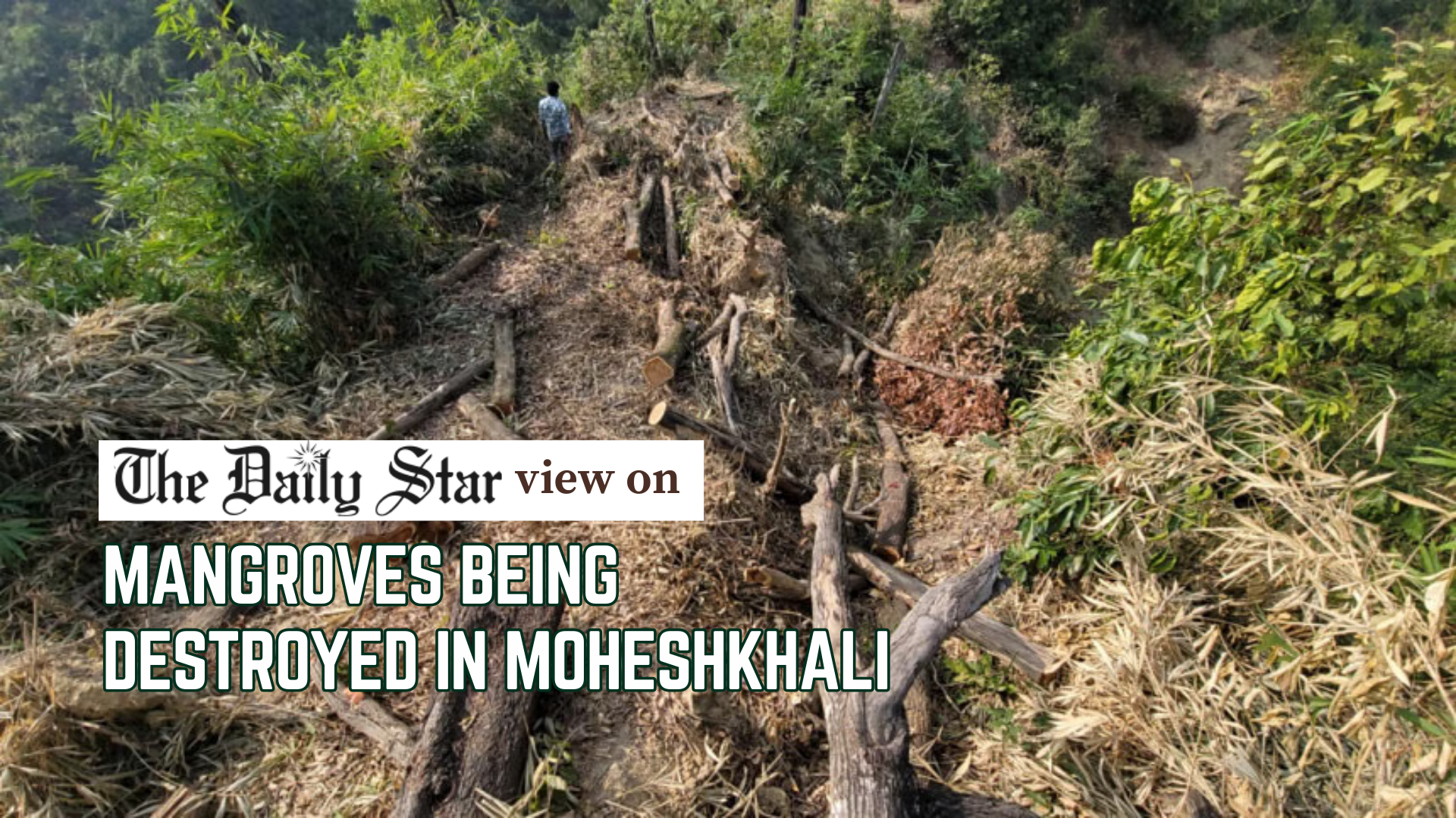 Save Moheshkhali’s mangrove forest