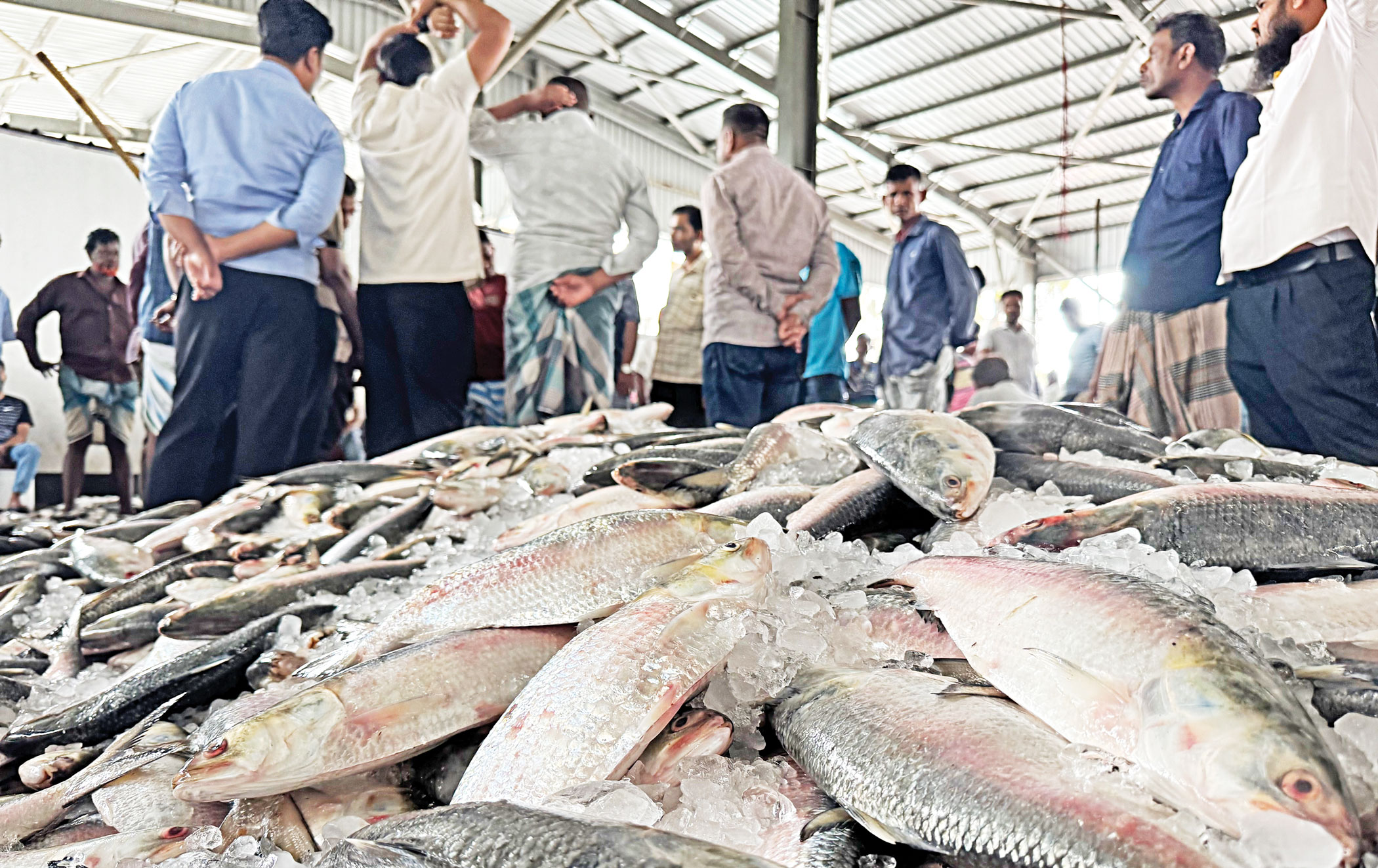 Why hilsa prices soar despite ample catches