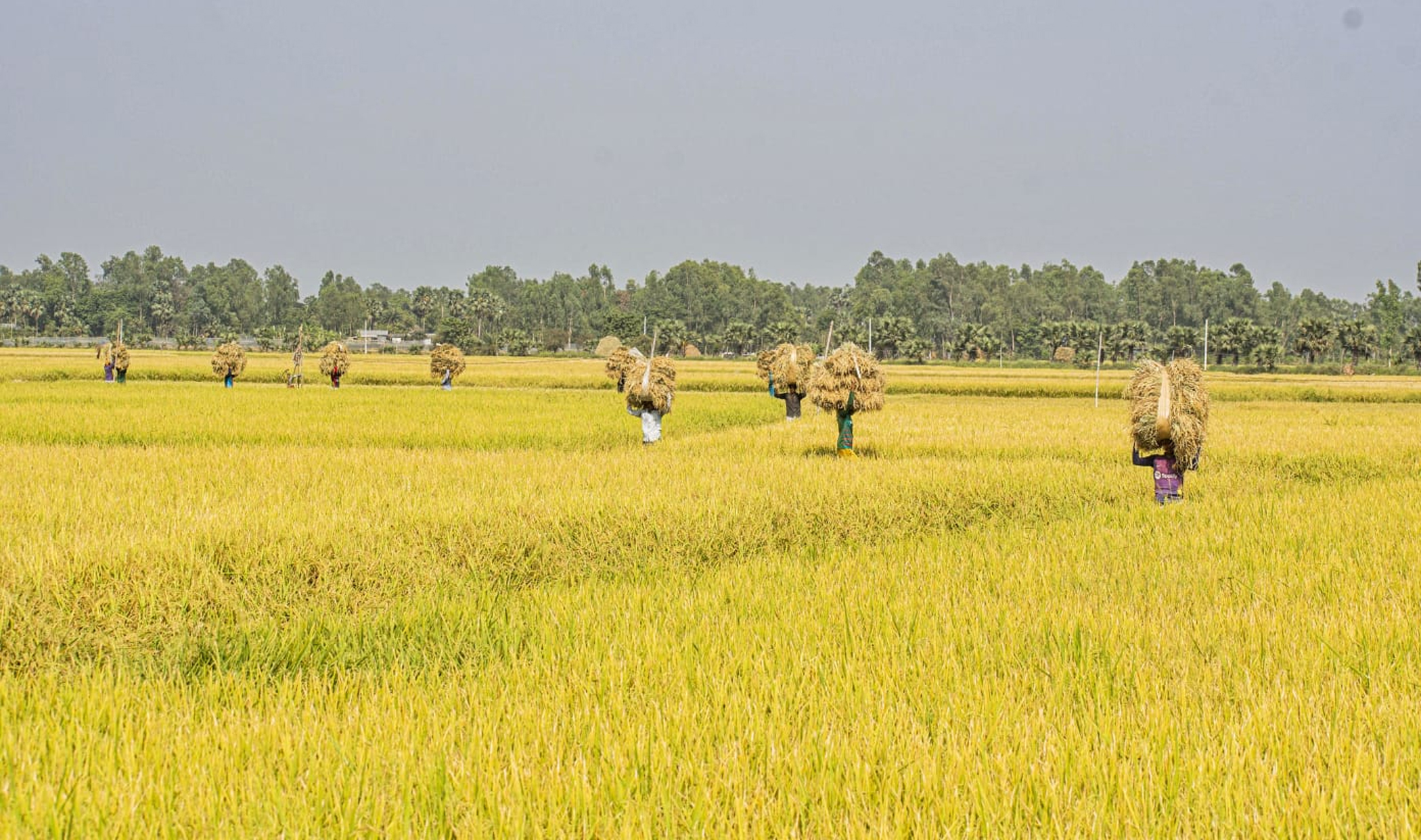 How agricultural innovations can feed a nation and keep emissions low