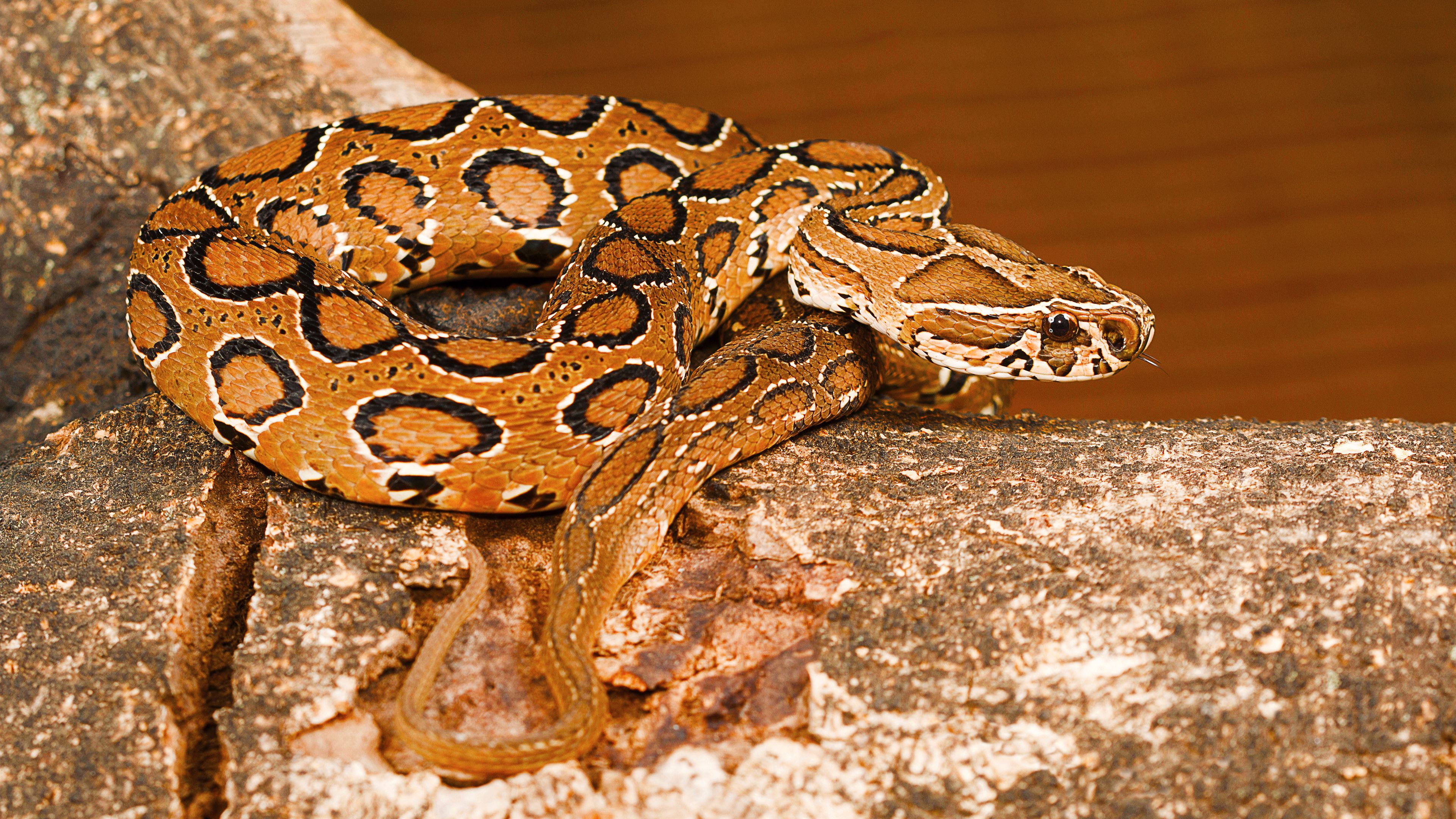 What to do when you encounter a Russell's Viper