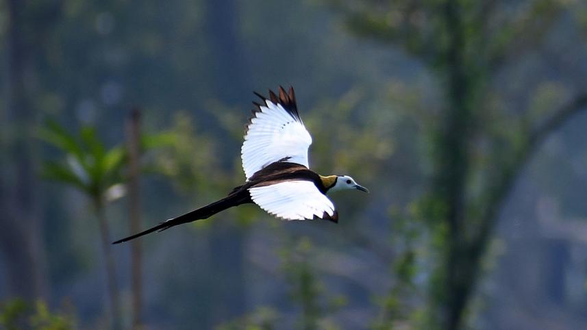 1. pheasant-tailed jacana (5).jpg