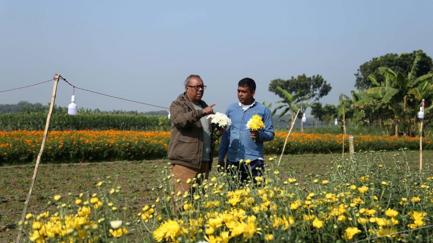 Shyampur-Chandramallika-flower-field.jpg