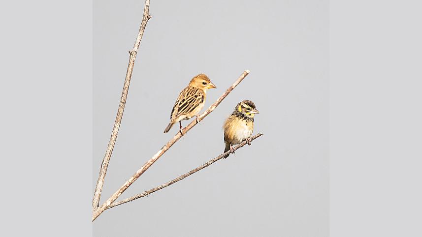 Baya-(left)-and-Black-breasted-Weavers.jpg