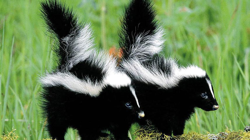 Skunks.jpg