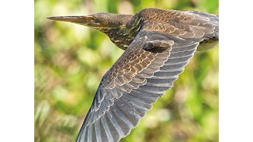 Black-Bittern.jpg