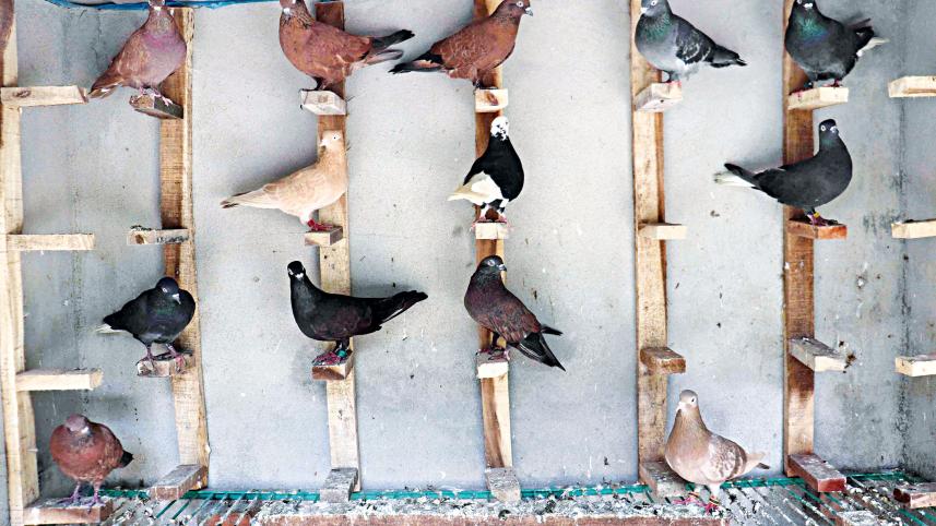 pigeon-as-profession.jpg
