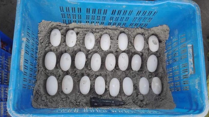 Batagur Baska-web.jpg