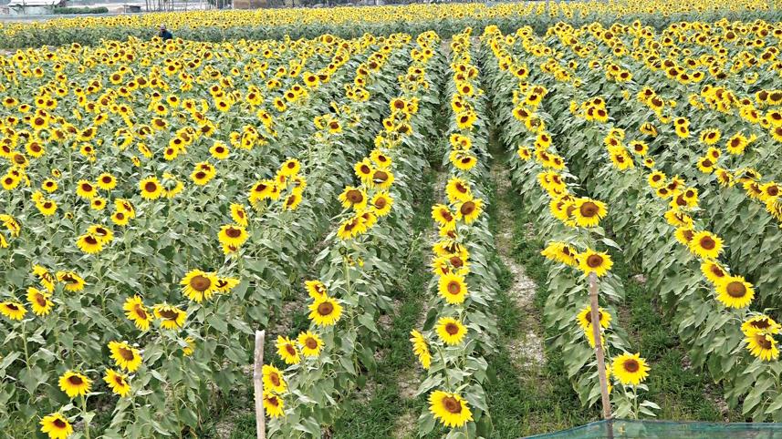 Sunflower cultivation
