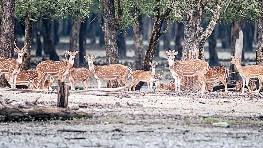Sundarban.jpg